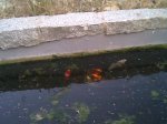 Imagen046.jpg