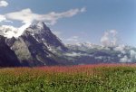 Grosse_Scheidegg%2C_polygonum[1].jpg
