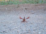 140 km montnegre 09 033.jpg