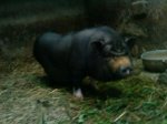 DSC00533j.JPG