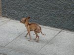 Fliky en CÃ¡ceres..jpeg