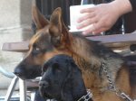 Parejilla canina..jpeg