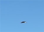 CigÃ¼eÃ±a en vuelo.jpeg