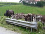 Burros en GÃ¼emes.jpeg