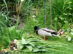 patos_850x638.JPG