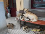 AmorPerruno3.jpg