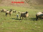 5 Corderito [800x600].jpg