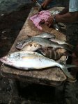 lobos Mayo 2011 002.jpg