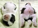 perru dormido.jpg