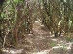 tenerife y salida crestera 024.JPG