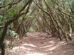 tenerife y salida crestera 021.JPG