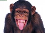 animals20funnyare20we20.jpg