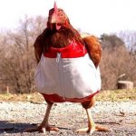 ropa_gallina[1].jpg