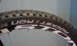 schwalbe 2 (2).jpg
