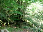 HAYEDO DE LA BIESCONA - MONTES DEL SUEVE (Copiar).jpg