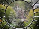 telaraña.jpg