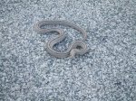 serpiente.JPG