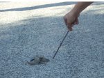 serpiente palo.JPG