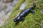 salamandra.jpg