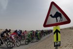 qatar15-camel-big.jpg