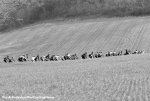 tirreno15-ale-11-620.jpg