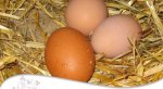 huevos[1].jpg