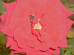 rosa con abeja.jpg