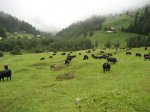 Hermance-Valais_FeriaTransumancia06-1.jpg