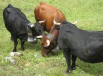 Hermance-Valais_FeriaTransumancia06-5.jpg
