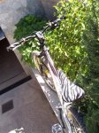 -zebra-_004__small_.jpg