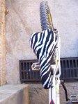 -zebra-_014__small_.jpg