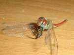 DSC05085.JPG