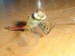 DSC05086.JPG