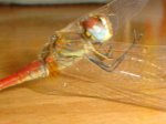 DSC05089.JPG