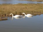 cisnes 015.jpg
