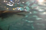 aquarium 4160.jpg