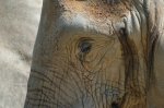 zoo2007 1101.jpg