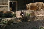 zoo2007 1147.jpg