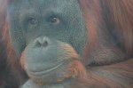 zoo20071 358.jpg