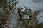 montseny12006 064.jpg