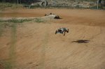 automodelismo1 037.jpg