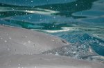 delfin2007 083.jpg