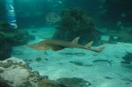 aquarium 1196.jpg