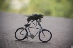 mosca.JPG
