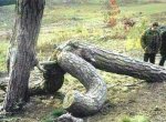 tree-sex.jpg