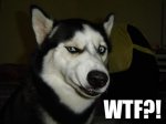 funny-dog-face-picture.jpg