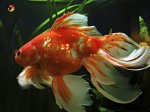 Carassius auratus watonai cola de velo0.jpg