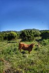 _DSC0077-01.jpeg
