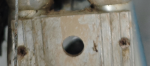 detalle pletina para pata.png