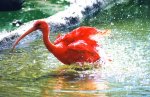 ibis.jpg